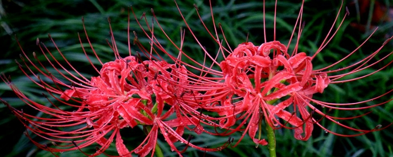 彼岸花的寓意和象征（彼岸花的寓意和象征50字）