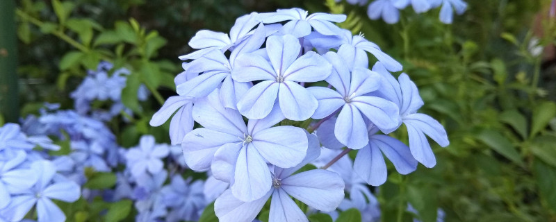 蓝雪花叶子发黄、干枯下垂怎么办? 蓝雪花叶子发黄、干枯下垂怎么办?