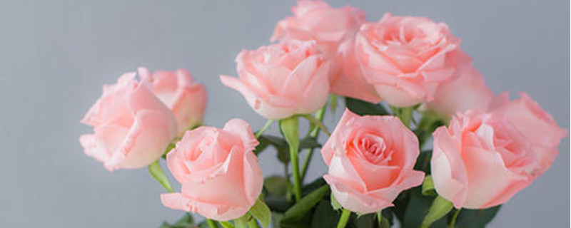 黛安娜粉红玫瑰的花语 粉色玫瑰黛安娜花语