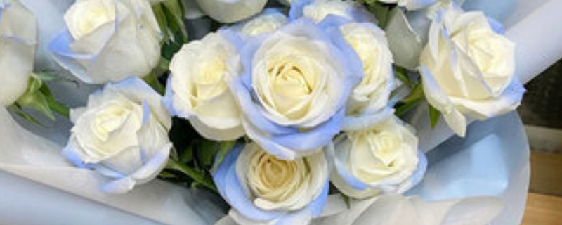 碎冰蓝玫瑰是染色的吗（碎冰蓝玫瑰是染色的吗?）