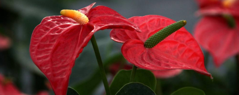 火鹤花怎么繁殖（火鹤花怎么移植）