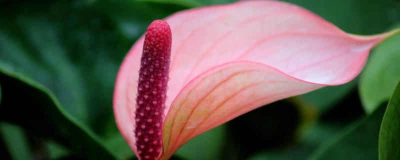 火鹤花怎么开花（火鹤花能开多久）