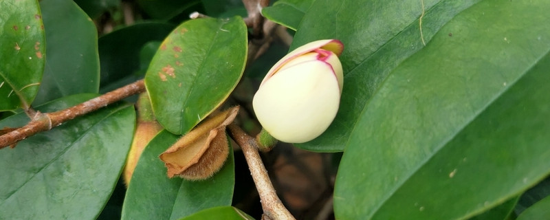 白兰花移栽多久会活 白兰花移栽后多久成活