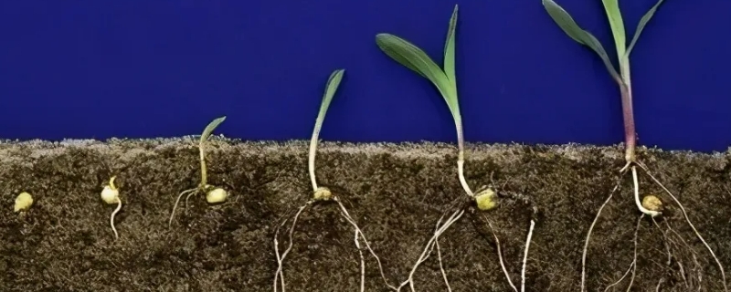 植物生长最快的部分是 植物生长最快的部分是职业吗