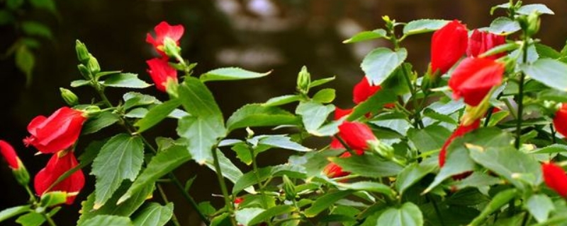 红灯笼花的养殖方法和注意事项（四季灯笼花的养殖方法）