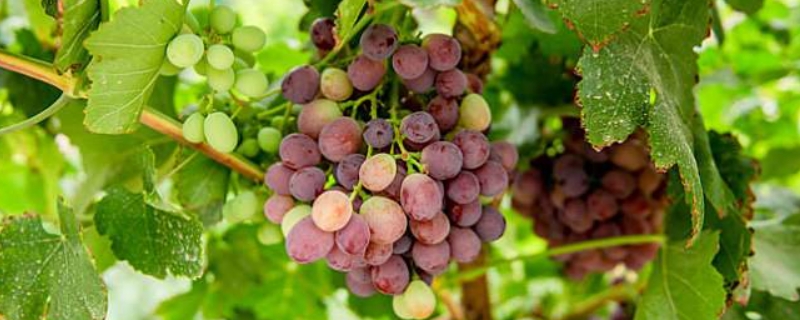 葡萄属于哪种藤本植物 葡萄属于哪种藤本植物方式