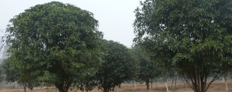 桂花树种植方法和时间