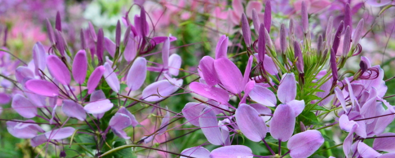 醉蝶花叶子上有白色痕迹（醉蝶花的颜色）