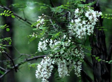 香花槐叶子发黄怎么办