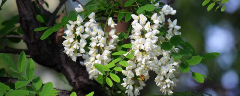 香花槐叶子发黄怎么办 香花槐树叶子发黄的原因