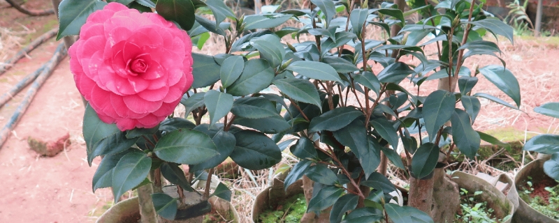 嫁接的茶花树能活几年（茶花树冬天移栽会活吗）