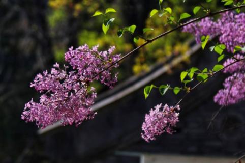 丁香花的寓意