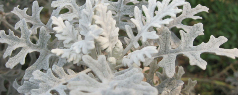 雪叶莲的养殖方法 雪莲菌的养殖方法