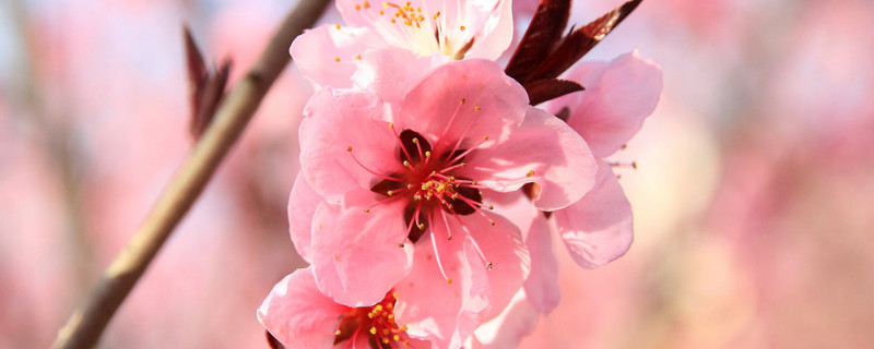 桃花象征什么精神 桃花象征什么精神品质