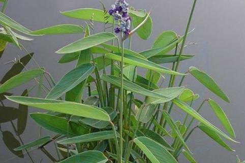 再力花是水生植物吗