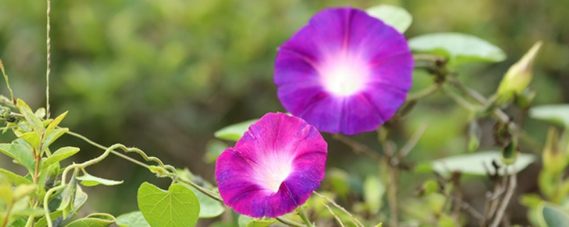 牵牛花不开花光长藤是什么原因（牵牛花不开花光长藤是什么原因呢）