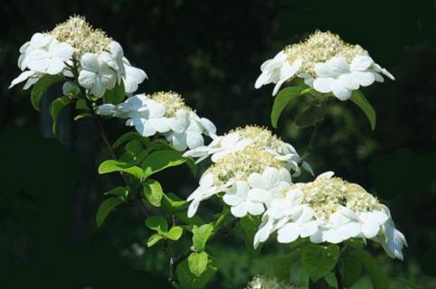 琼花怎么施肥，春秋追施稀薄有机肥 琼花如何养护