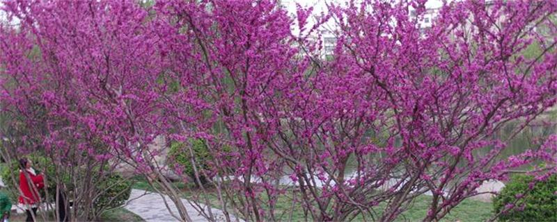 紫荆树和紫荆花的区别（紫荆花还是紫荆花）