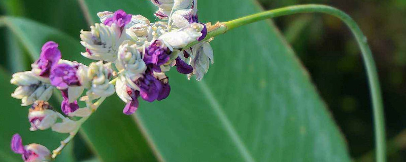 再力花是什么植物（再力花学名）