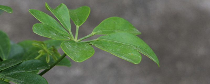 七叶莲有毒吗（植物七叶莲有毒吗）