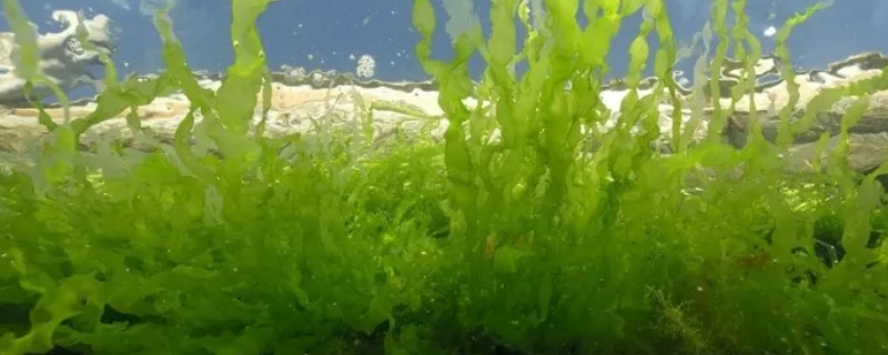 金鱼藻是什么植物裸子还是被子（金鱼藻是什么植物金鱼藻是被子植物）