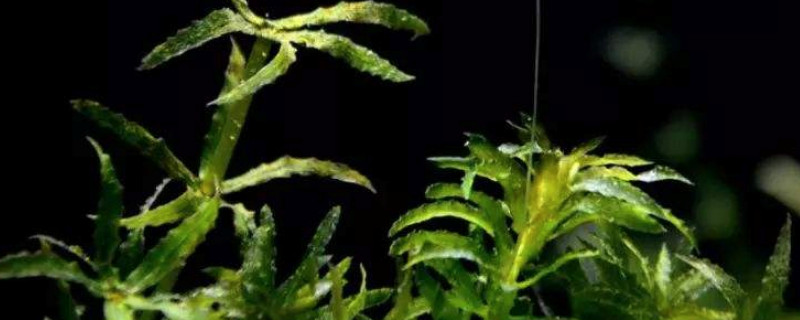 黑藻是单细胞生物吗 黑藻是单细胞生物还是多细胞生物
