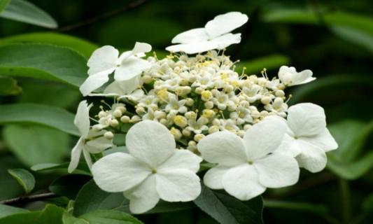 琼花怎么浇水，详解琼花浇水方法（琼花施什么肥）