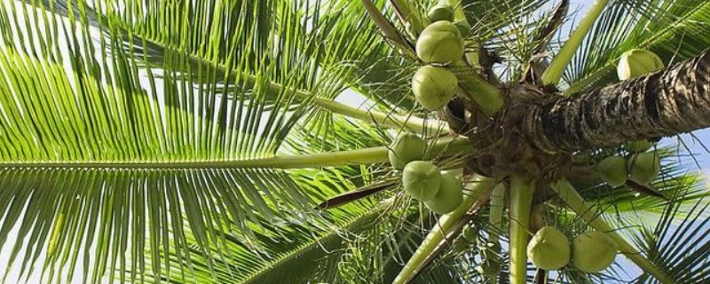 椰子是裸子植物还是被子植物 椰子是裸子植物还是被子植物视频