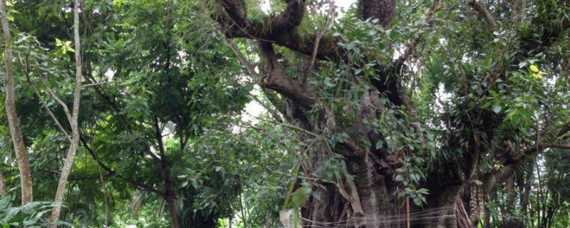 菩提树的养殖方法和注意事项 盆栽菩提树的养殖方法和注意事项