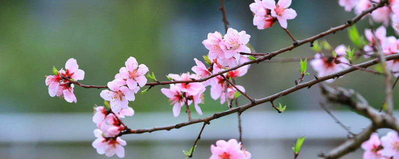 桃花适合在什么地方生长 桃花适合种在什么地方