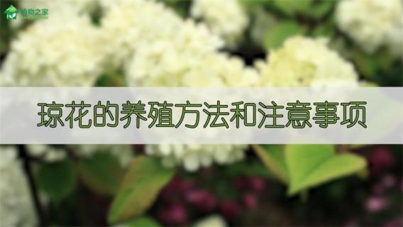 琼花的养殖方法和注意事项（琼花的种植方法）