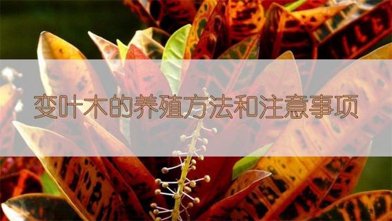 变叶木的养殖方法和注意事项 洒金变叶木的养殖方法和注意事项