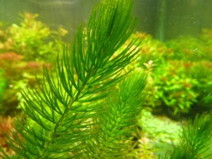 金鱼藻怎么养：掌握五种养殖要点 金鱼藻怎么养:掌握五种养殖要点和技术