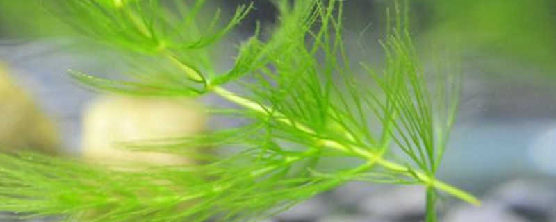 金鱼藻是草本植物吗（金鱼藻是草本植物还是木本植物）