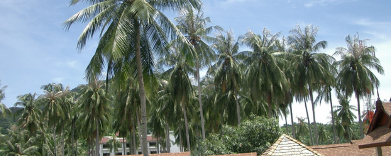 椰子树特点（椰子树特点作文）