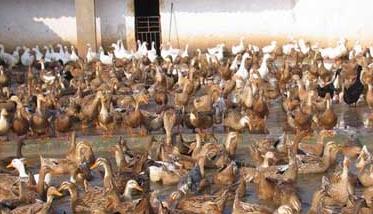 春夏鸭流行病有哪些 鸭的禽流感症状表现