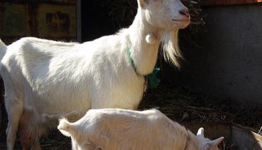 奶山羊羔羊的饲养管理 奶山羊养殖技术与管理