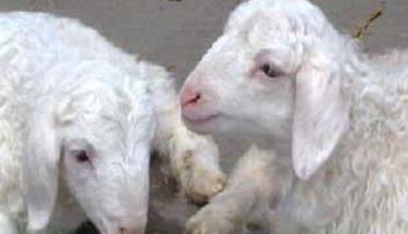 哺乳期羔羊的饲养管理策略（奶羊产后的饲养与管理）