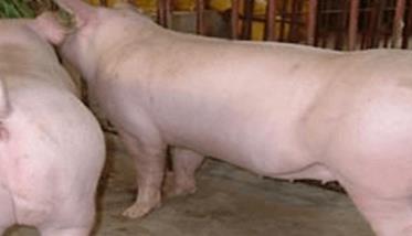 后备母猪的饲养管理关键技术（后备母猪管理及饲喂方法）