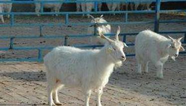 羊的繁殖技术 羊的繁殖技术观后感
