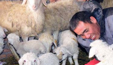 羔羊的饲养管理技术要点 初生羔羊的饲养管理技术要点