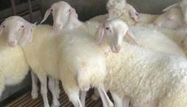 羊育肥技术（如何做好羊的育肥生产?）