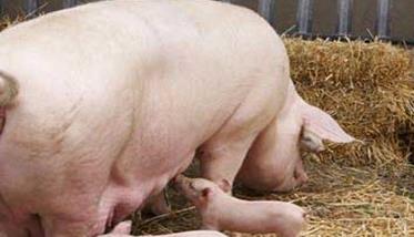 母猪采食量下降的原因 母猪采食不好怎么办