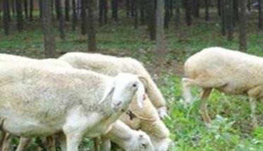绵羊的饲养管理上的一般技术措施（绵羊饲养技术养殖技术）