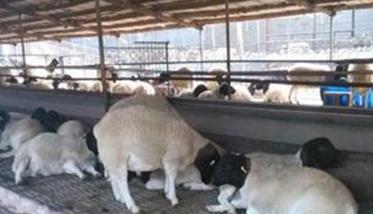 种公羊的饲养管理要点 种公羊的饲养管理要点有哪些