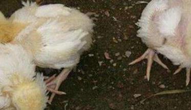 鸡大肠杆菌病感染的症状表现有哪些 鸡大肠杆菌病感染的症状表现有哪些图片
