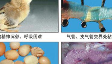 鸡传染性支气管炎