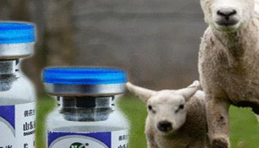 羊传染性脓疱的流行特点
