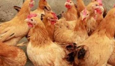 春季蛋鸡饲料比例如何调整 冬季蛋鸡饲料调整方案