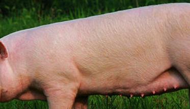 评定母猪繁殖性能指标主要有哪些 评定母猪繁殖性能指标主要有哪些方面